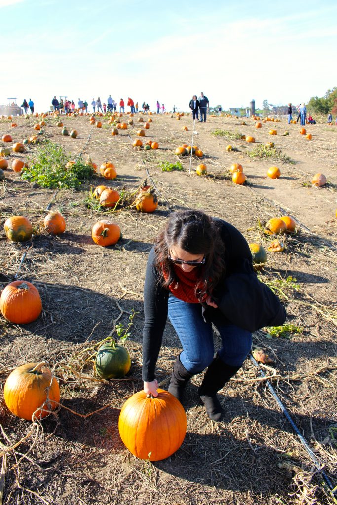 pumpkin-picking